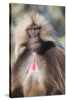 Gelada Baboon (Theropithecus Gelada)-Gabrielle and Michel Therin-Weise-Stretched Canvas