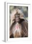 Gelada Baboon (Theropithecus Gelada)-Gabrielle and Michel Therin-Weise-Framed Photographic Print