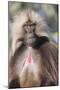 Gelada Baboon (Theropithecus Gelada)-Gabrielle and Michel Therin-Weise-Mounted Photographic Print