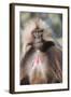 Gelada Baboon (Theropithecus Gelada)-Gabrielle and Michel Therin-Weise-Framed Photographic Print