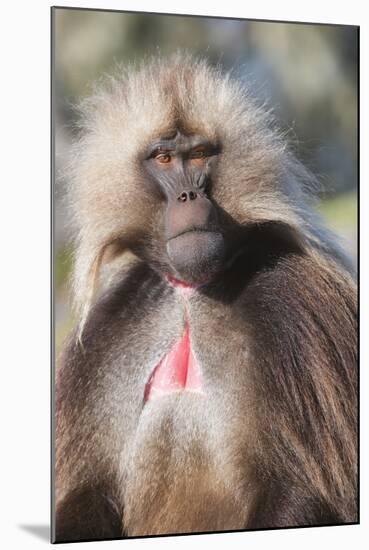 Gelada Baboon (Theropithecus Gelada)-Gabrielle and Michel Therin-Weise-Mounted Photographic Print