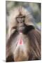 Gelada Baboon (Theropithecus Gelada)-Gabrielle and Michel Therin-Weise-Mounted Photographic Print