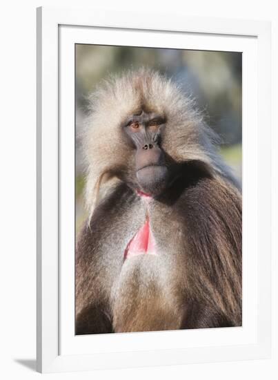 Gelada Baboon (Theropithecus Gelada)-Gabrielle and Michel Therin-Weise-Framed Photographic Print