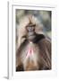 Gelada Baboon (Theropithecus Gelada)-Gabrielle and Michel Therin-Weise-Framed Photographic Print