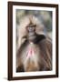 Gelada Baboon (Theropithecus Gelada)-Gabrielle and Michel Therin-Weise-Framed Photographic Print