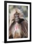 Gelada Baboon (Theropithecus Gelada)-Gabrielle and Michel Therin-Weise-Framed Photographic Print