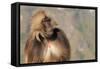 Gelada Baboon (Theropithecus Gelada)-Gabrielle and Michel Therin-Weise-Framed Stretched Canvas