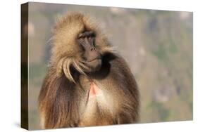 Gelada Baboon (Theropithecus Gelada)-Gabrielle and Michel Therin-Weise-Stretched Canvas