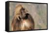 Gelada Baboon (Theropithecus Gelada)-Gabrielle and Michel Therin-Weise-Framed Stretched Canvas