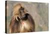 Gelada Baboon (Theropithecus Gelada)-Gabrielle and Michel Therin-Weise-Stretched Canvas