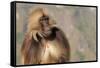 Gelada Baboon (Theropithecus Gelada)-Gabrielle and Michel Therin-Weise-Framed Stretched Canvas