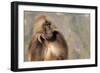 Gelada Baboon (Theropithecus Gelada)-Gabrielle and Michel Therin-Weise-Framed Photographic Print