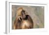 Gelada Baboon (Theropithecus Gelada)-Gabrielle and Michel Therin-Weise-Framed Photographic Print