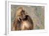 Gelada Baboon (Theropithecus Gelada)-Gabrielle and Michel Therin-Weise-Framed Photographic Print