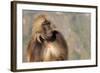 Gelada Baboon (Theropithecus Gelada)-Gabrielle and Michel Therin-Weise-Framed Photographic Print