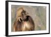 Gelada Baboon (Theropithecus Gelada)-Gabrielle and Michel Therin-Weise-Framed Photographic Print