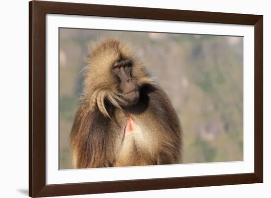 Gelada Baboon (Theropithecus Gelada)-Gabrielle and Michel Therin-Weise-Framed Photographic Print