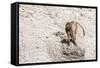 Gelada Baboon (Theropithecus Gelada)-Gabrielle and Michel Therin-Weise-Framed Stretched Canvas