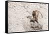 Gelada Baboon (Theropithecus Gelada)-Gabrielle and Michel Therin-Weise-Framed Stretched Canvas