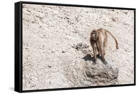 Gelada Baboon (Theropithecus Gelada)-Gabrielle and Michel Therin-Weise-Framed Stretched Canvas