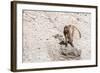 Gelada Baboon (Theropithecus Gelada)-Gabrielle and Michel Therin-Weise-Framed Photographic Print