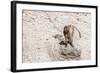 Gelada Baboon (Theropithecus Gelada)-Gabrielle and Michel Therin-Weise-Framed Photographic Print