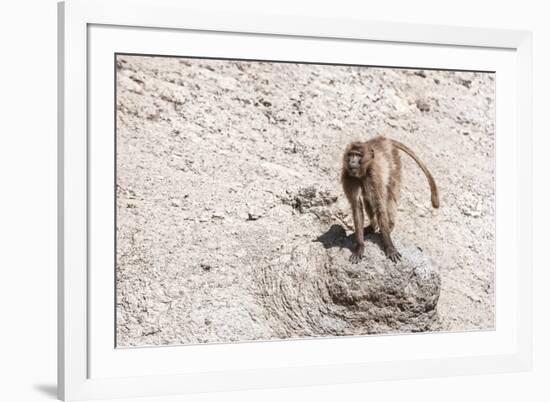 Gelada Baboon (Theropithecus Gelada)-Gabrielle and Michel Therin-Weise-Framed Photographic Print