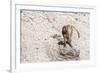 Gelada Baboon (Theropithecus Gelada)-Gabrielle and Michel Therin-Weise-Framed Photographic Print