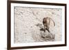 Gelada Baboon (Theropithecus Gelada)-Gabrielle and Michel Therin-Weise-Framed Photographic Print