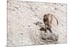 Gelada Baboon (Theropithecus Gelada)-Gabrielle and Michel Therin-Weise-Mounted Photographic Print