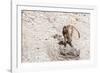 Gelada Baboon (Theropithecus Gelada)-Gabrielle and Michel Therin-Weise-Framed Photographic Print