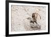 Gelada Baboon (Theropithecus Gelada)-Gabrielle and Michel Therin-Weise-Framed Photographic Print