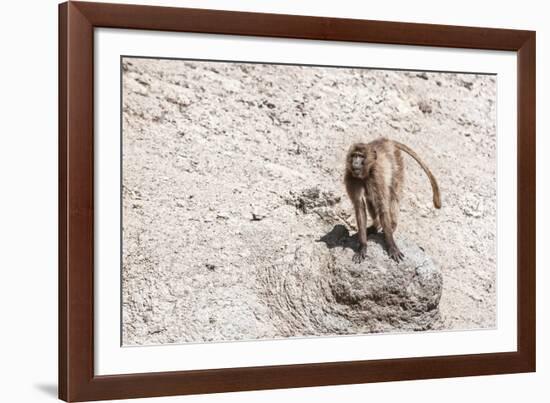 Gelada Baboon (Theropithecus Gelada)-Gabrielle and Michel Therin-Weise-Framed Photographic Print