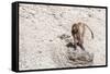 Gelada Baboon (Theropithecus Gelada)-Gabrielle and Michel Therin-Weise-Framed Stretched Canvas