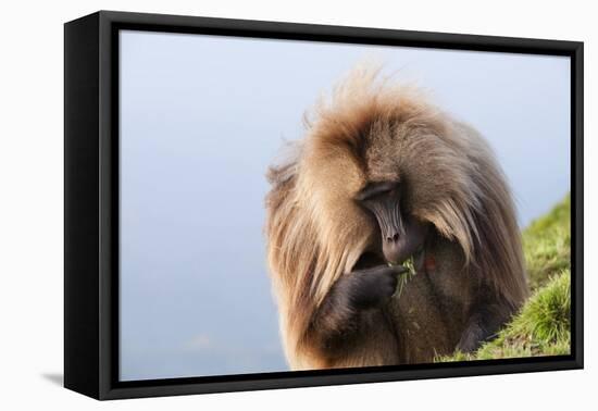 Gelada Baboon (Theropithecus Gelada)-Gabrielle and Michel Therin-Weise-Framed Stretched Canvas