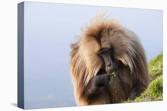 Gelada Baboon (Theropithecus Gelada)-Gabrielle and Michel Therin-Weise-Stretched Canvas