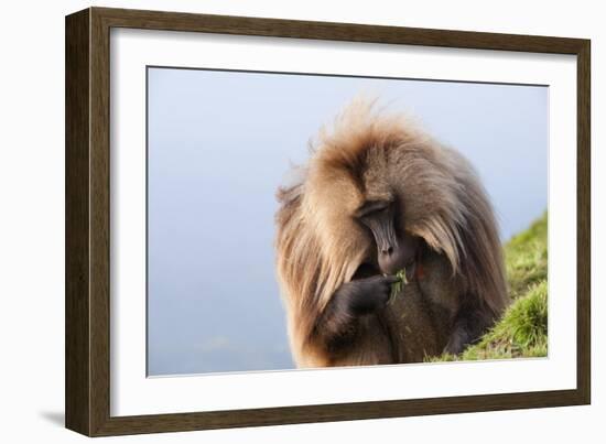 Gelada Baboon (Theropithecus Gelada)-Gabrielle and Michel Therin-Weise-Framed Photographic Print