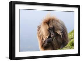 Gelada Baboon (Theropithecus Gelada)-Gabrielle and Michel Therin-Weise-Framed Photographic Print