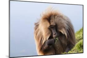 Gelada Baboon (Theropithecus Gelada)-Gabrielle and Michel Therin-Weise-Mounted Photographic Print