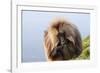 Gelada Baboon (Theropithecus Gelada)-Gabrielle and Michel Therin-Weise-Framed Photographic Print