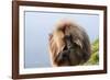 Gelada Baboon (Theropithecus Gelada)-Gabrielle and Michel Therin-Weise-Framed Photographic Print