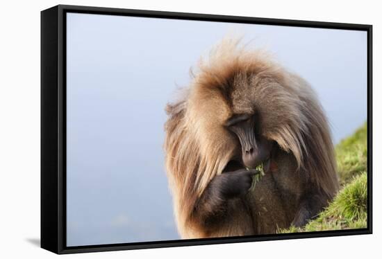 Gelada Baboon (Theropithecus Gelada)-Gabrielle and Michel Therin-Weise-Framed Stretched Canvas