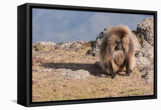 Gelada Baboon (Theropithecus Gelada)-Gabrielle and Michel Therin-Weise-Framed Stretched Canvas