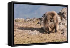 Gelada Baboon (Theropithecus Gelada)-Gabrielle and Michel Therin-Weise-Framed Stretched Canvas