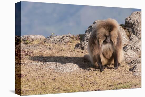 Gelada Baboon (Theropithecus Gelada)-Gabrielle and Michel Therin-Weise-Stretched Canvas