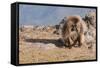 Gelada Baboon (Theropithecus Gelada)-Gabrielle and Michel Therin-Weise-Framed Stretched Canvas