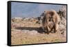 Gelada Baboon (Theropithecus Gelada)-Gabrielle and Michel Therin-Weise-Framed Stretched Canvas