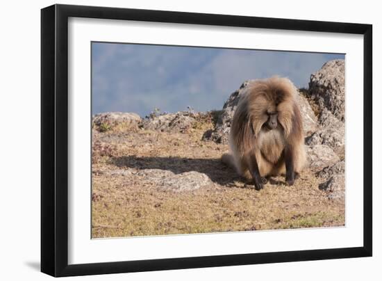 Gelada Baboon (Theropithecus Gelada)-Gabrielle and Michel Therin-Weise-Framed Photographic Print