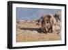 Gelada Baboon (Theropithecus Gelada)-Gabrielle and Michel Therin-Weise-Framed Photographic Print