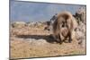 Gelada Baboon (Theropithecus Gelada)-Gabrielle and Michel Therin-Weise-Mounted Photographic Print